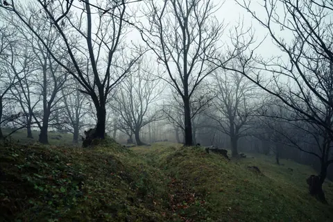 Serene misty forest scene featuring bare tree branches and lush grass on rolling hills.