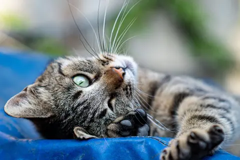 A serene tabby cat lying on a blue surface, enjoying a sunny day.