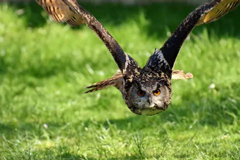 Close-up of a Eurasian Eagle-Owl soaring over a grassy field, showcasing its majestic wings and fierce gaze.
