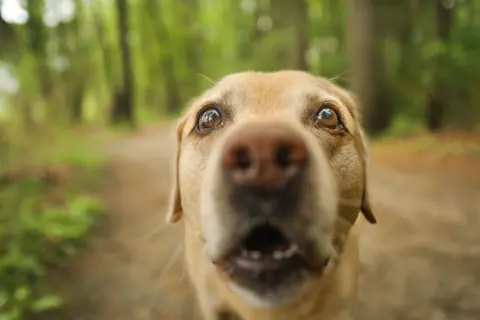 A playful Labrador retriever explores a lush green forest in East Greenwich on a bright day.
