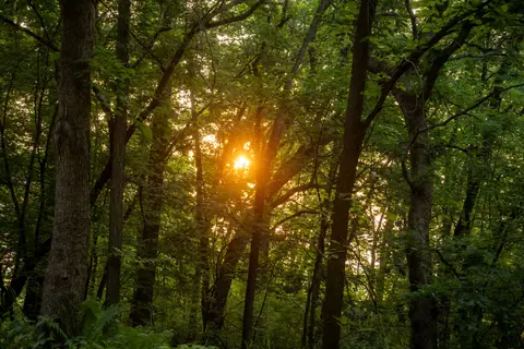Capture of a vibrant sunset filtering through lush forest trees in Trevino, WI.