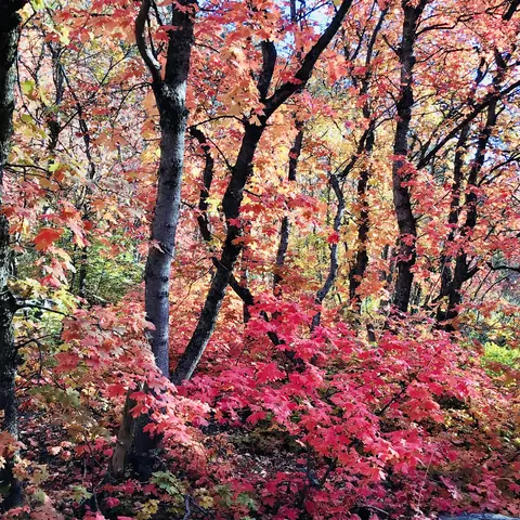 Colorful autumn forest