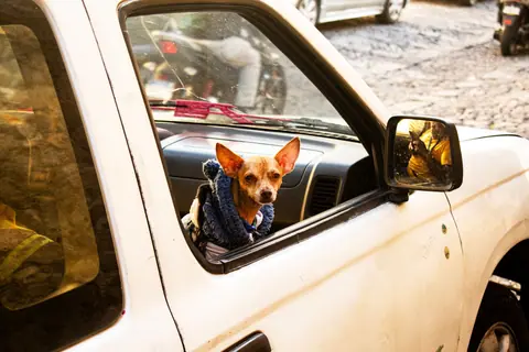 A Chihuahua wearing a sweater sits in a car window on a cobbled street in Antigua Guatemala.
