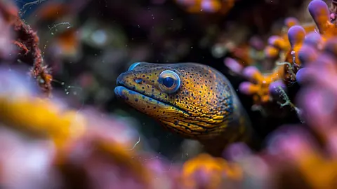 Eel_-_TV_Art
