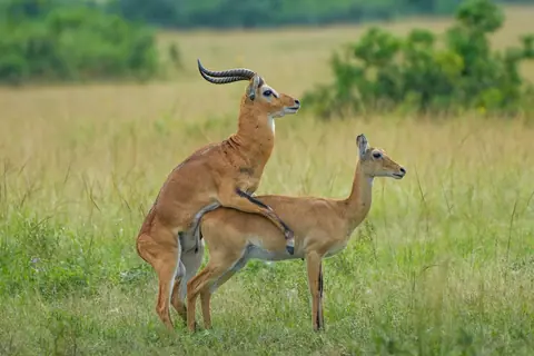 035 Uganda kobs mating at Queen Elizabeth National Park Photo by Giles Laurent