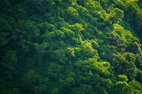 Aerial view of a dense, vibrant green forest canopy bathed in sunlight, showcasing nature's beauty.