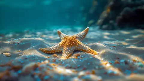 Curved_Starfish_-_TV_Art