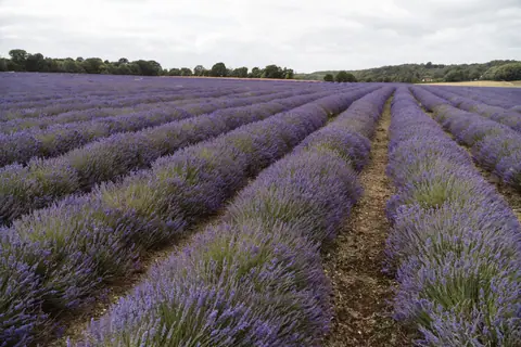 Plantations of bushes with purple lavender flowers growing in rural area on summer day in nature against forest with green trees