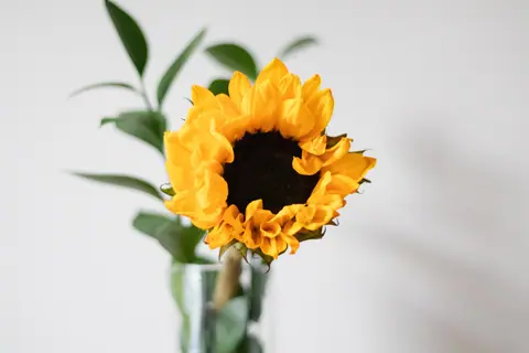 A bright sunflower in a clear glass vase with a minimalist background.