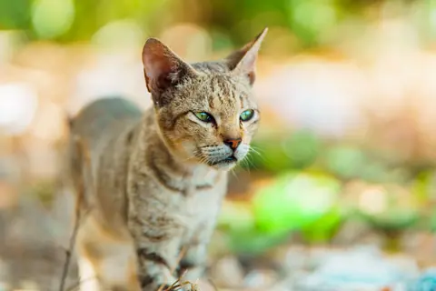 A Bengal cat with striking green eyes exploring outdoors in natural sunlight.