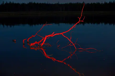 A glowing red branch reflects on the calm night lake, creating a mysterious atmosphere.
