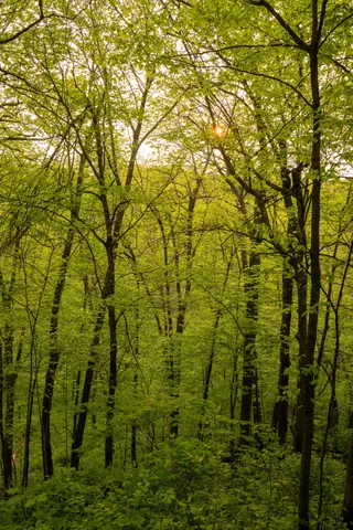 Captivating view of lush green trees in a spring forest at sunset in Plainview, MN.