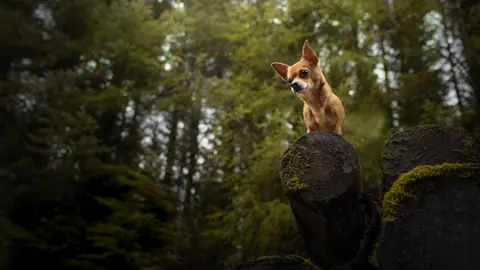 Forest Sentinel Chihuahua on Mossy Logs in 5K - backiee