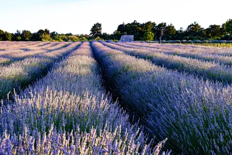 Vast lavender fields near Krnica, Croatia, captured at dusk with vibrant purple hues and lush greenery.