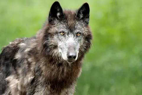 Close-up of a wolf in the wild, showcasing its piercing eyes and majestic coat.