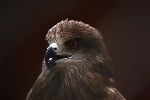 Detailed close-up of a Black Kite in Guwahati Zoo, Assam. Majestic raptor profile.