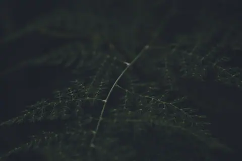 Dark and atmospheric close-up of fern leaves with intricate patterns and selective focus.