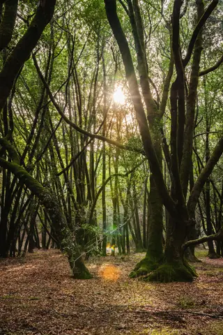 Serene forest scene with sunlight filtering through tall trees creating a mystical ambiance.