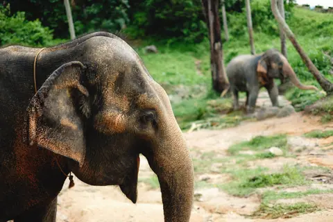 Asian elephants walk through a verdant forest landscape.