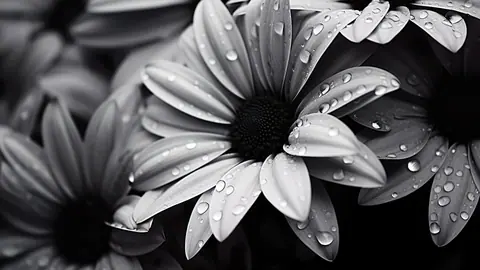 Flowers_2_-_TV_Art