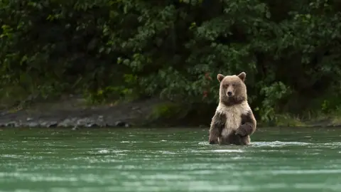 Solitary Brown Bear Standing in River Beneath Lush Forest Canopy - backiee