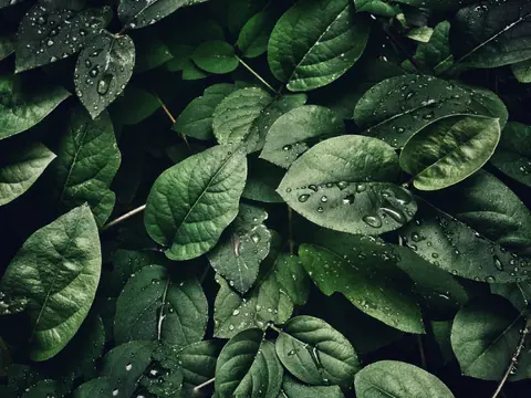 Wallpapers_PACK_1_-_24_(49)