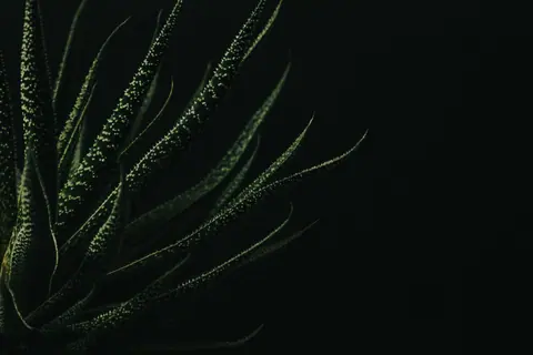 Striking close-up of an Aloe Vera plant against a dark background, emphasizing texture and shadow.