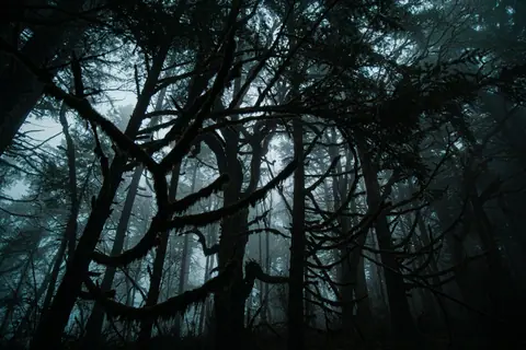 Eerie misty forest showcasing dark silhouetted trees at twilight.