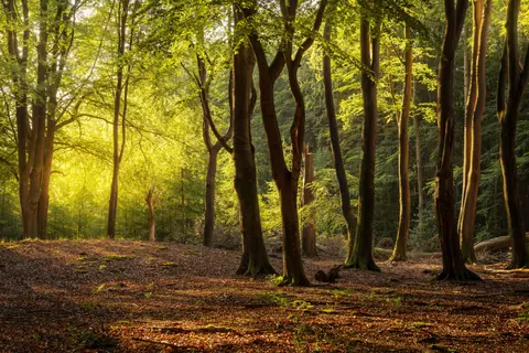 Beautiful sunlit forest with tall trees in Ermelo, Netherlands.