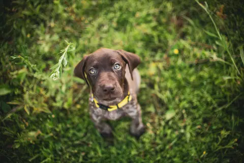 Cute German Shorthaired Pointer puppy with bright eyes on grass, looking up.