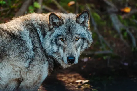Close-up portrait of a gray wolf capturing the wild essence of its natural habitat.