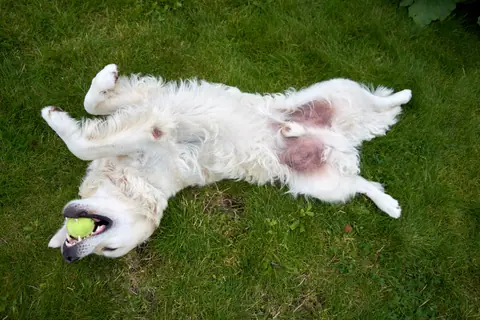 Happy Golden Retriever lying on grass with tennis ball in Oslo, Norway.