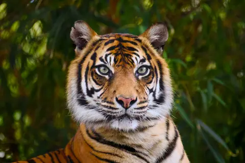 Close-up of a Bengal tiger in its natural habitat, showcasing its striking features.