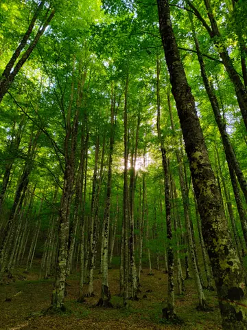 Tall trees in a lush forest with sunlight breaking through, creating a serene atmosphere.