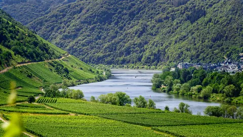 Serene Mosel Valley River Winding Through Lush German Vineyards - backiee