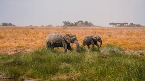 Two African elephants grazing in the Serengeti plains of Tanzania, showcasing wildlife beauty.