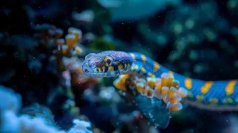 Sea_Snake_-_TV_Art
