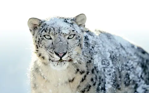 snow-leopard