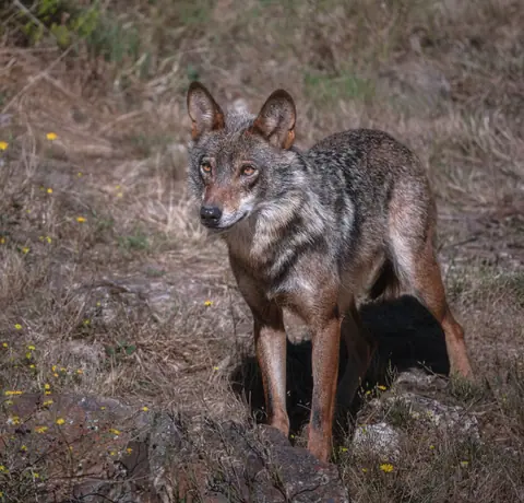 Coyote standing alert in a natural habitat with wild grasses.