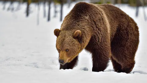 Majestic Brown Bear Walking Through Winter Snowfield - backiee